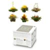 Feelino Čajové kvety, 6 rôznych odrôd, jednotlivo balené, veľmi produktívne Ampera.SK