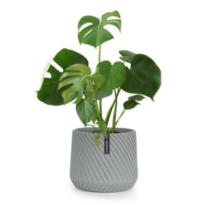 Fox & Fern Heusden, kvetináč, Polystone, vhodný pre rastliny, ručná výroba Ampera.SK